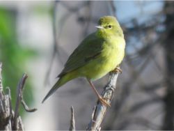 Orange-crowned Warbler